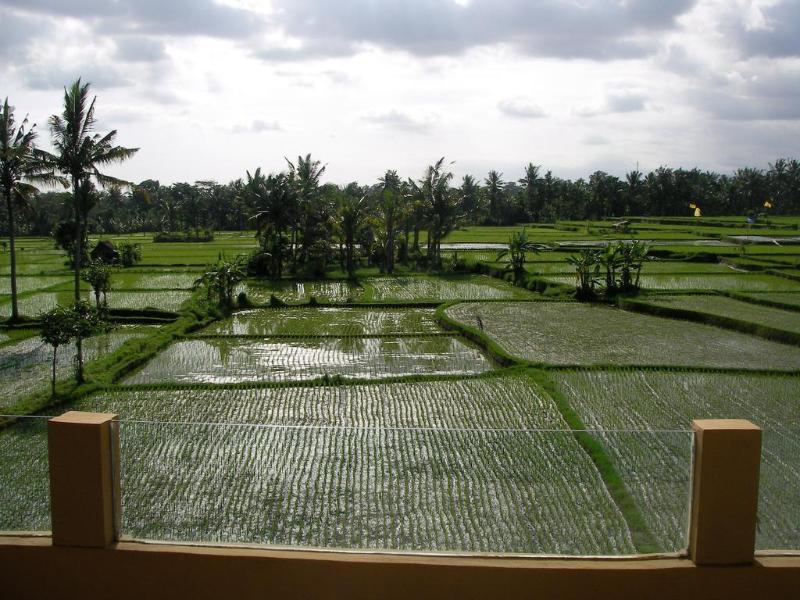 Green Field Hotel And Bungalow Ubud Kültér fotó